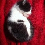 Amore, un pequeño amor.