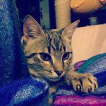 nuevo gato en la familia