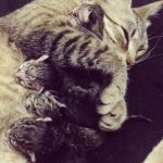 mama gata y sus gatitos