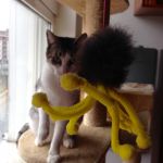 juego gatos caña araña