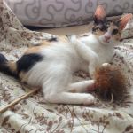juego de gatos