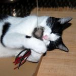 juego de gatos, caña