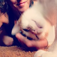 mimos de gato