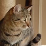 mi compañero el gato