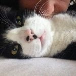 Mi compañero el gato