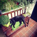 mi compañero el gato