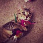 nuevo miembro de Cada gato en su casa