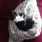 Miko me ha enseñado que al confiar en la vida todo fluye.