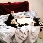 gato descansando