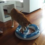 Circuito Cat it desing