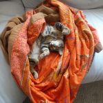 gato mimoso, sociable