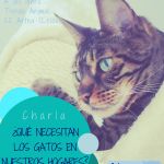 charlas de cada gato en su casa