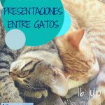 charlas de cada gato en su casa