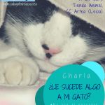 Charlas Tienda Animal