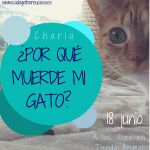 Charla Cada gato en su casa Tienda Animal
