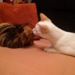gatos y cobayas
