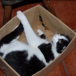 los gatos y los olores