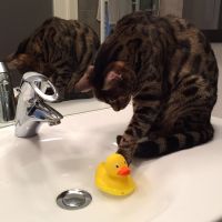 Los gatos y el agua