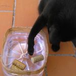 gatos y agua