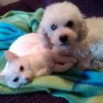 gatos y perros
