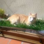 hierba gatera para gatos