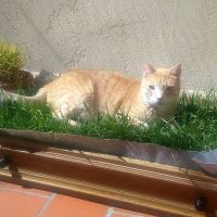 hierba gatera para gatos