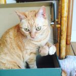 pelota pelo de gato