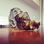 zoopharmacognosis aplicada